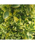 Euonymus japonicus ’Aureus’ квіти